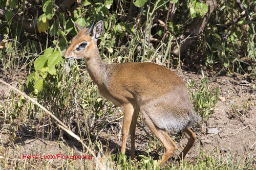 Dikdik