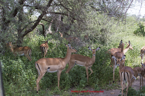 Impala