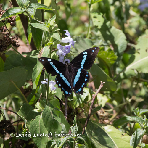 Ritariperhonen, Papilio sp.