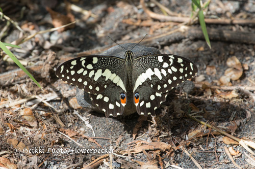 Ritariperhonen Papilio demodocus