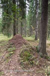 muurahaispes&auml;