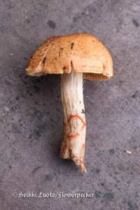 Punavy&ouml;seitikki