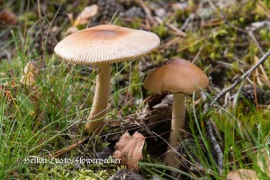 ruostek&auml;rp&auml;ssieni