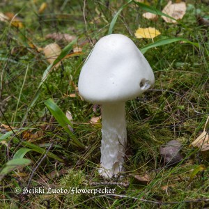 valkok&auml;rp&auml;ssieni