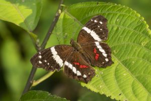 Anartia fatima