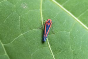 Gillonella ampulla