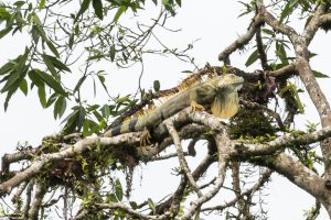 Green Iguana