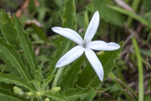 Hippobroma longiflora