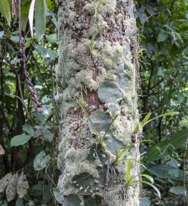 Monstera deliciosa ja p&auml;&auml;llyskasvit