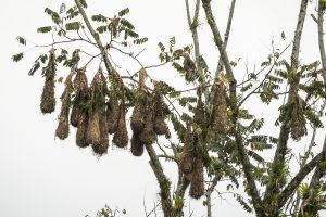 montezuman pes&auml;t